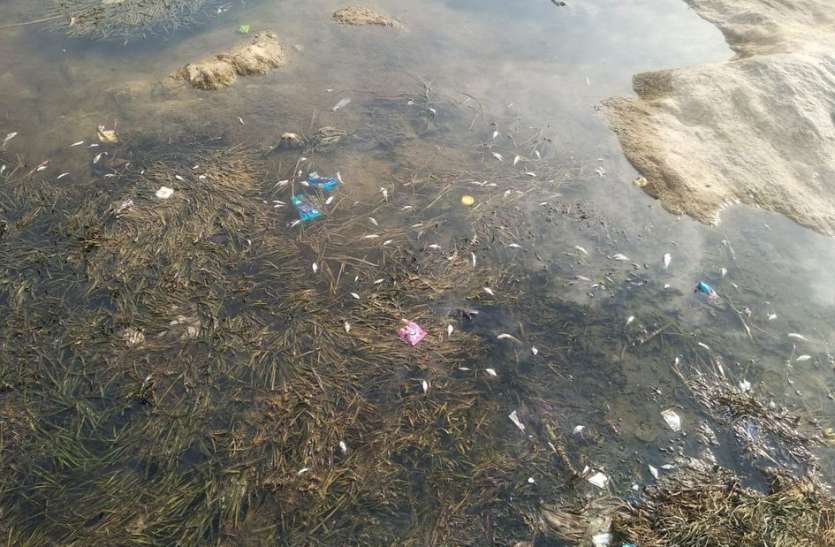 Fishes died by putting insecticide in the river नदी में कीटनाशक डालने से मछलियां मरीं