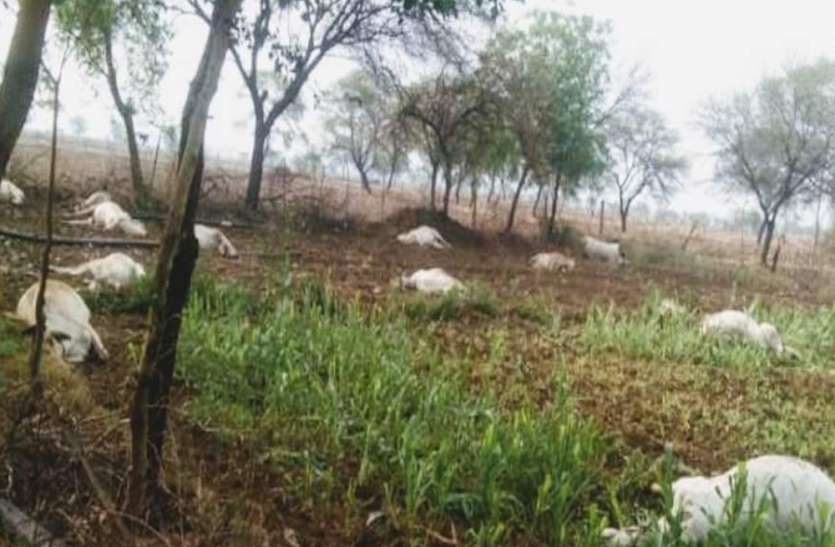 banda news 15 गायों की एक साथ खेत में हुई मौत, सभी ने खाया था जहरीला चारा