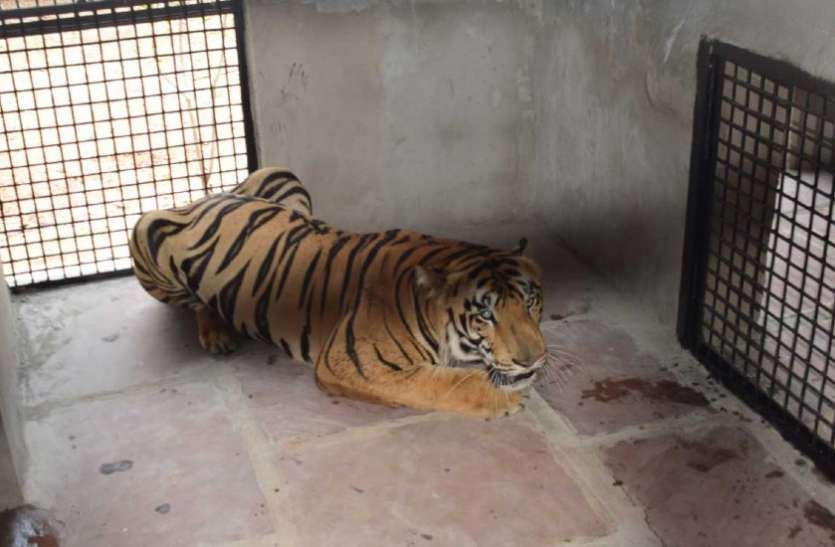 बाघ को किया गया क्वॉरंटीन, सलाखों में काट रहा है सजा, 3 लोगों पर किया था जानलेवा हमला बाघ को किया गया क्वॉरंटीन, सलाखों में काट रहा है सजा, 3 लोगों पर किया था जानलेवा हमला