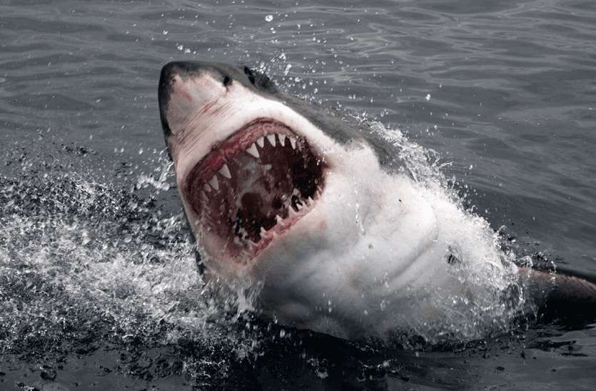 10 फुट लंबी खतरनाक शार्क ने हमला कर यूं ली सर्फर की जान SHARK ATTACK : 10 फुट लंबी खतरनाक शार्क ने हमला कर यूं ली सर्फर की जान