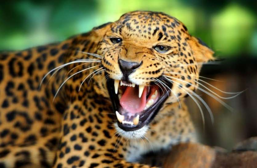 leopard.jpg घर के सामने खेल रहे बच्चे पर तेंदुए ने किया हमला, छोटे भाई की जान बचाने भीड़ गया युवक