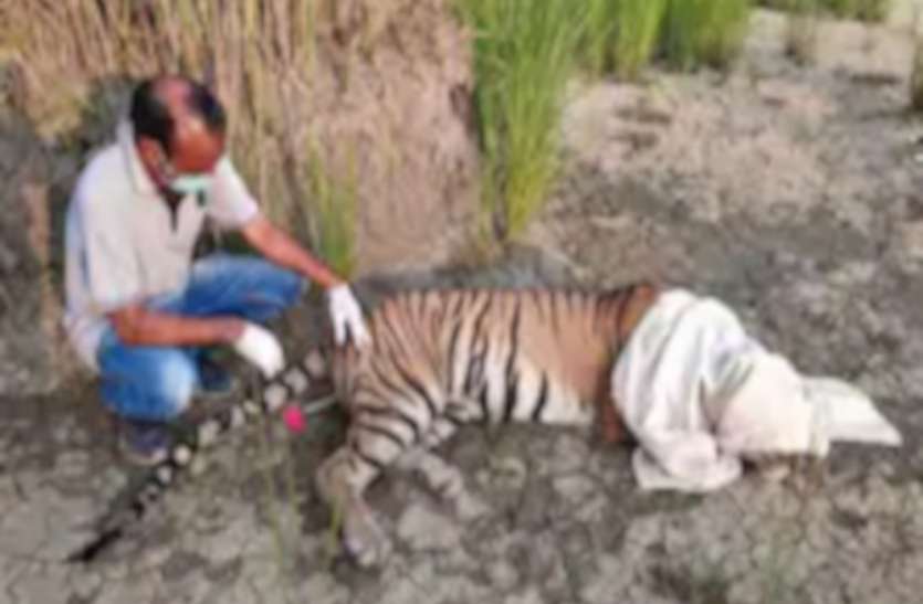 पीलीभीत में आदमखोर बाघिन को ट्रैंकुलाइज कर पिंजरे में किया कैद पीलीभीत में आदमखोर बाघिन को ट्रैंकुलाइज कर पिंजरे में किया कैद
