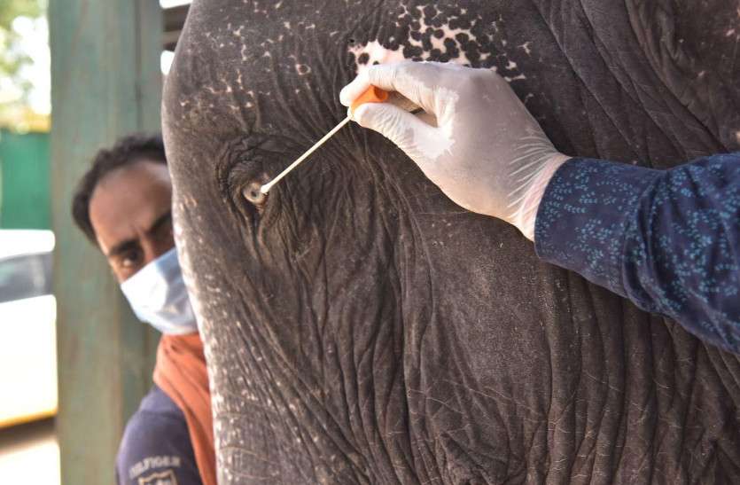 elephant