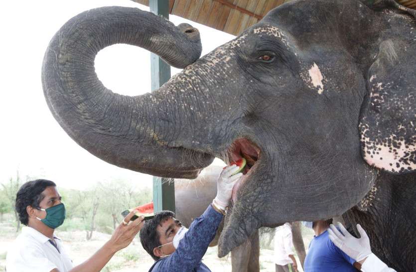 elephant