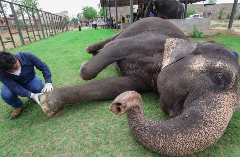 elephant