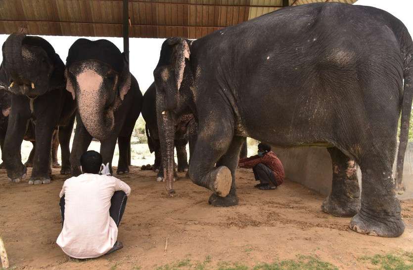 elephant