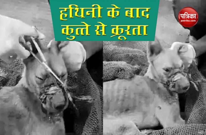 हथिनी के बाद फिर आया जानवर के साथ क्रूरता का मामला, मुंह पर बांध दिया टेप, हफ्तों भूखा प्यासा भागता रहा बेजुबान हथिनी के बाद फिर आया जानवर के साथ क्रूरता का मामला, मुंह पर बांध दिया टेप, हफ्तों भूखा प्यासा भागता रहा बेजुबान