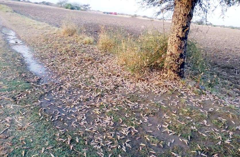 Increasing population of grasshopper camp encamped across the district जिलेभर में डेरा जमाया टिड्डी दल की बढ़ रही आबादी