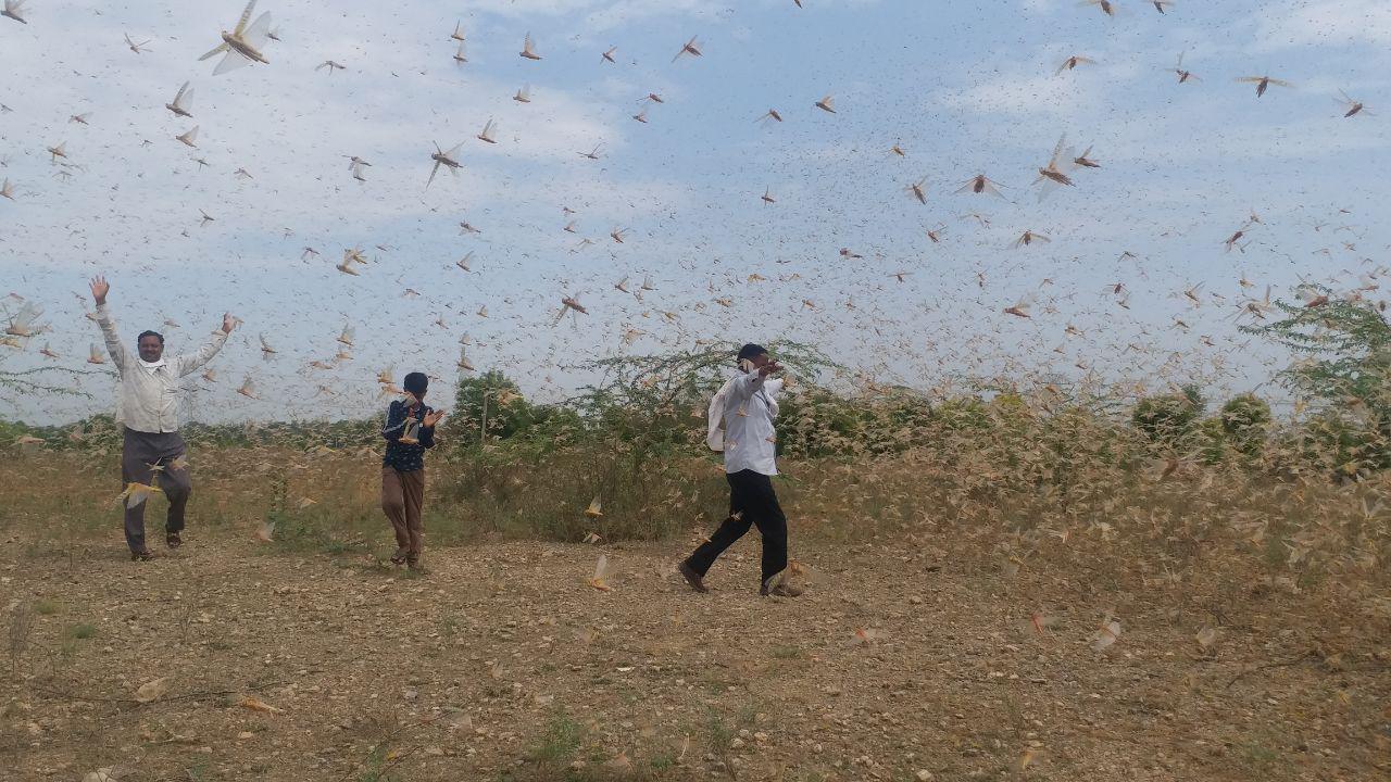 drone attack on locust outbreak in phalodi and rural areas of jodhpur