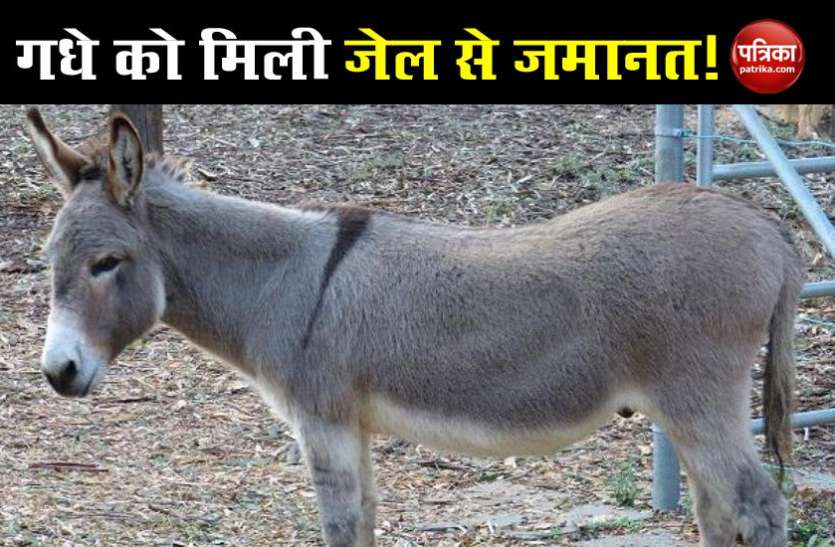 Pakistan : जुआ खेलने के आरोप में गधे को किया गिरफ्तार, 4 दिनों तक रखा जेल में, कोर्ट ने किया जमानत Pakistan : जुआ खेलने के आरोप में गधे को किया गिरफ्तार, 4 दिनों तक रखा जेल में, कोर्ट ने किया जमानत