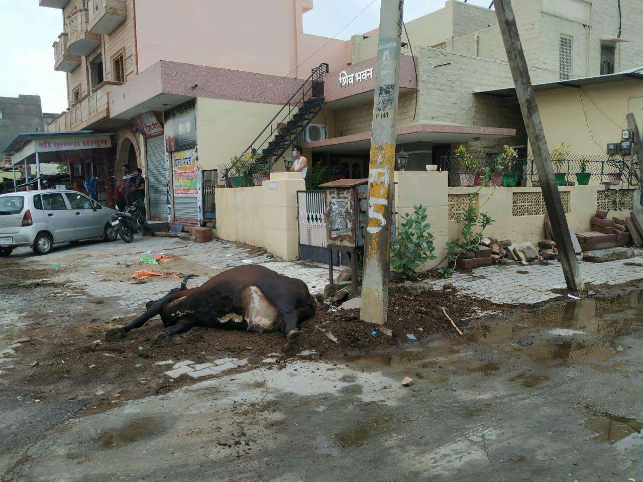 cow died of electricity current in jodhpur