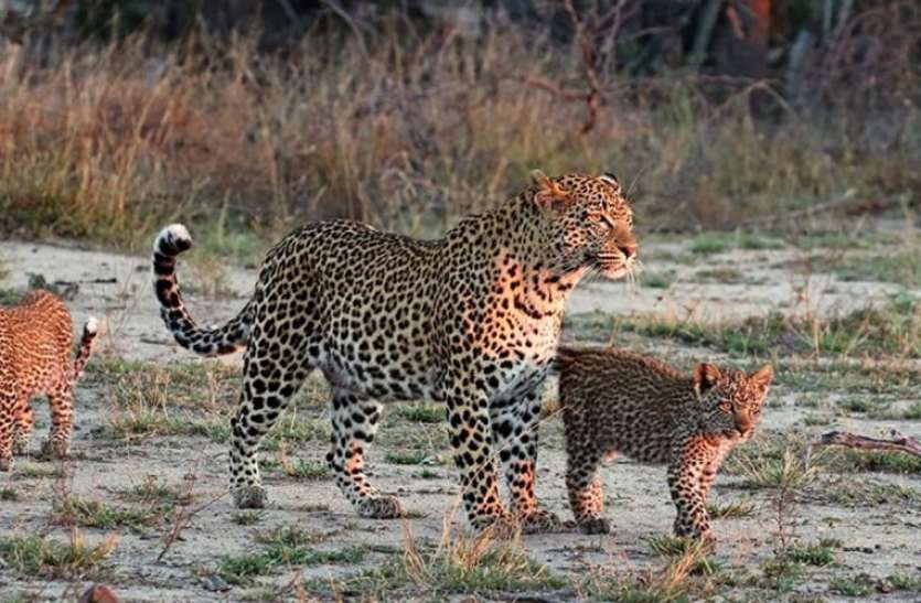 appeared together in Jawai Panther Conservation राजस्थान में अब यहां से आई खुशखबरी