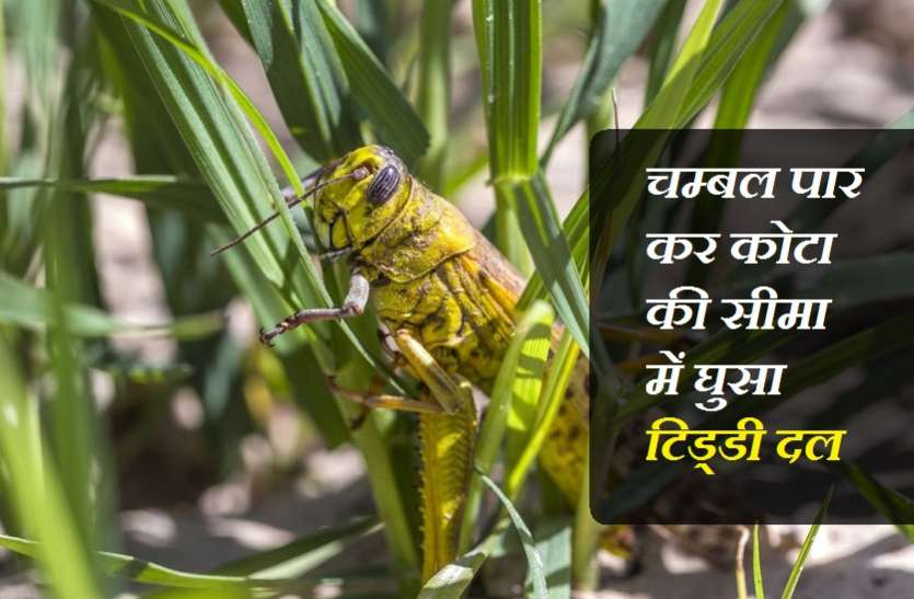 आधी रात से किया स्प्रे, दोबारा कोटा जिले में पहुंचा टिड्डी दल आधी रात से किया स्प्रे, दोबारा कोटा जिले में पहुंचा टिड्डी दल