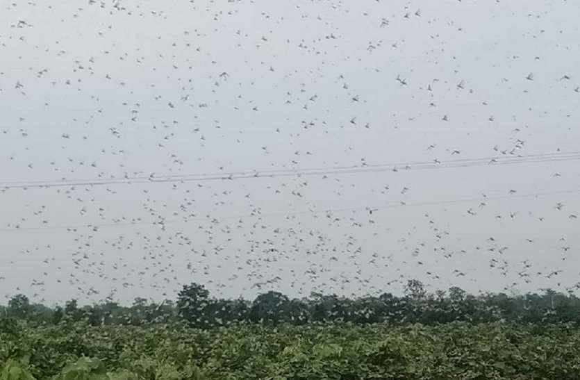 जिले में फिर पहुंचा टिड्डी दल, भगाने के हो रहे प्रयास जिले में फिर पहुंचा टिड्डी दल, भगाने के हो रहे प्रयास