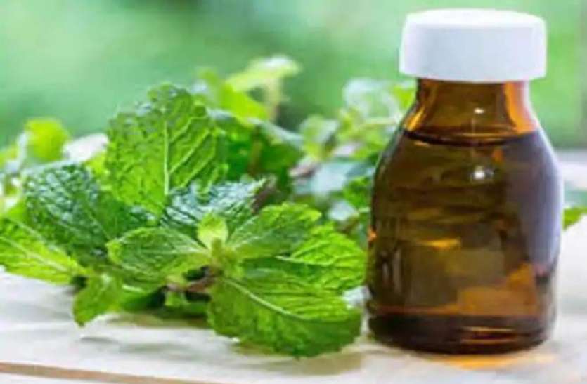 mentha1-9.jpg America में Lockdown के दौरान बढ़ गई इस चीज की मांग, UP के Rampur ने भेजा 100 करोड़ का सामान