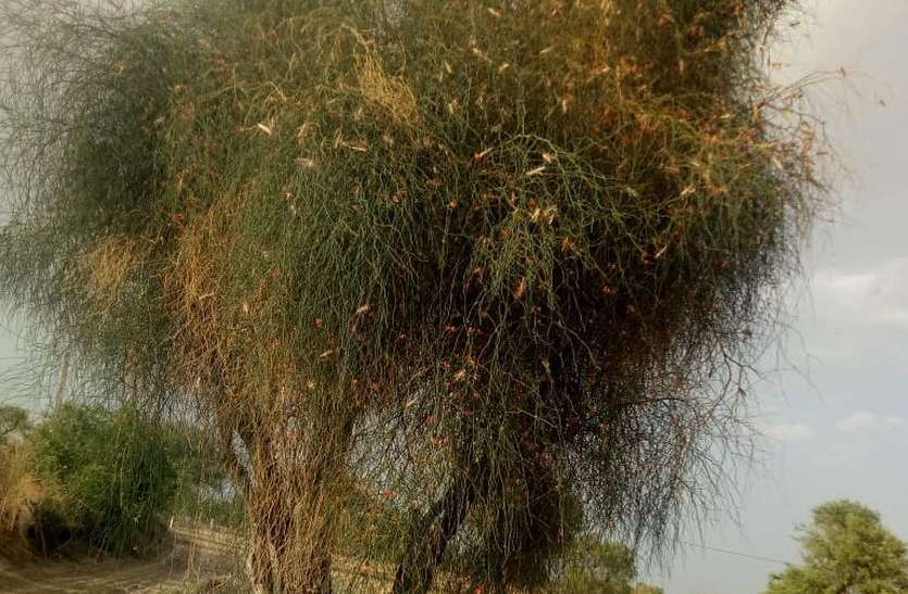 टिड्डी आक्रमण: बाड़मेर में नियंत्रण का क्षेत्र बता रहा हमले का भयावह रूप टिड्डी आक्रमण: बाड़मेर में नियंत्रण का क्षेत्र बता रहा हमले का भयावह रूप