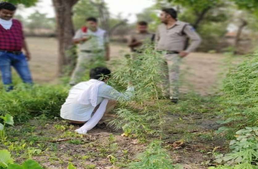 Hemp farming खेत पर लगे थे गांजे के पेड़, यहीं ग्राहकों को चिलम में पिलाता था गांजा
