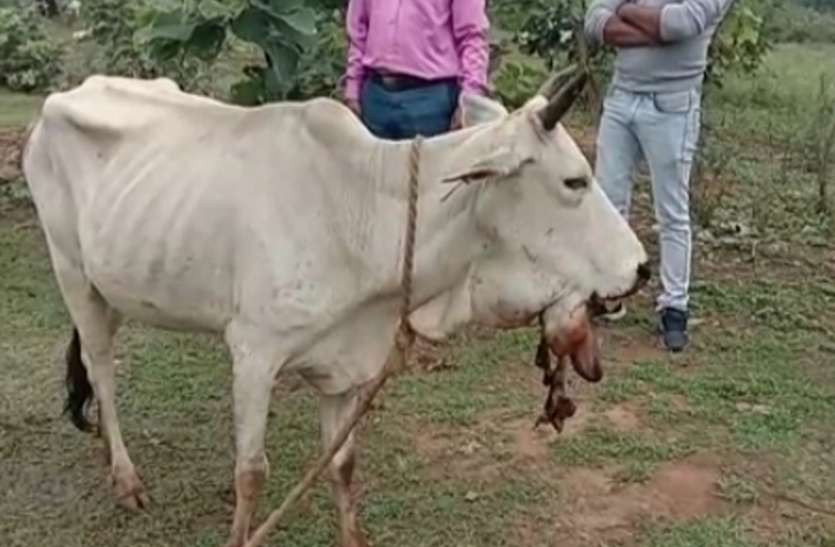 Jaw burst due to explosive explosion in cow's mouth गाय के मुंह में विस्फोटक फटने से फटा जबड़ा