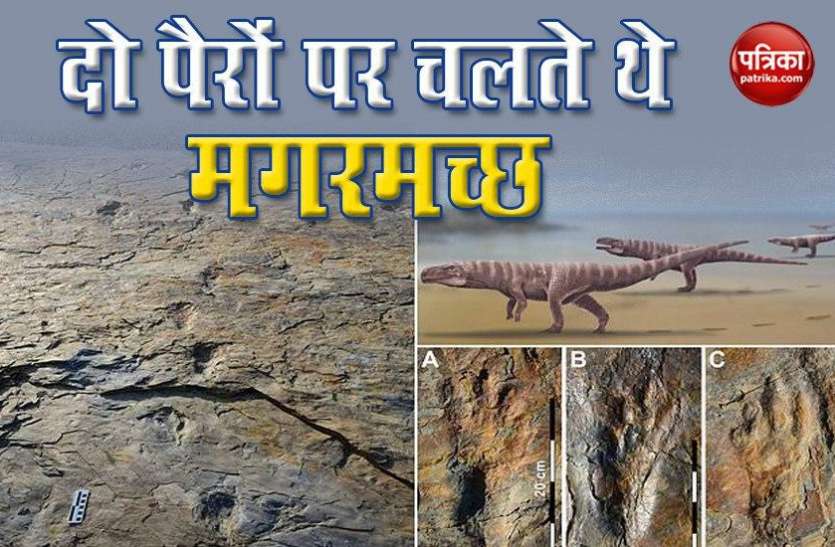 Crocodiles Ancient Ancestors May Have Walked On Two Legs व ज ञ न क क द व कभ इ स न क तरह द प र पर चलत थ मगरमच छ Patrika News