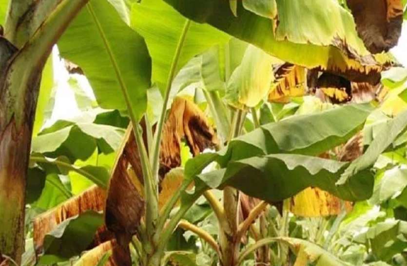 banana_1.jpg केले की खेती के लिए वरदान टिश्यू कल्चर अब बना गया दुश्मन