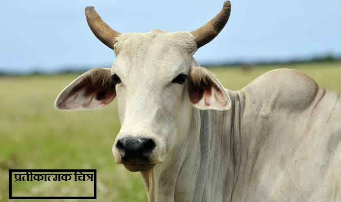 cow_3.jpg