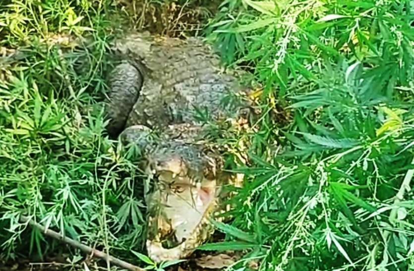Crocodile नहर सूखने पर पानी की तलाश में नर्सरी तक पहुंच गया मगरमच्छ, मच गया हड़कंप
