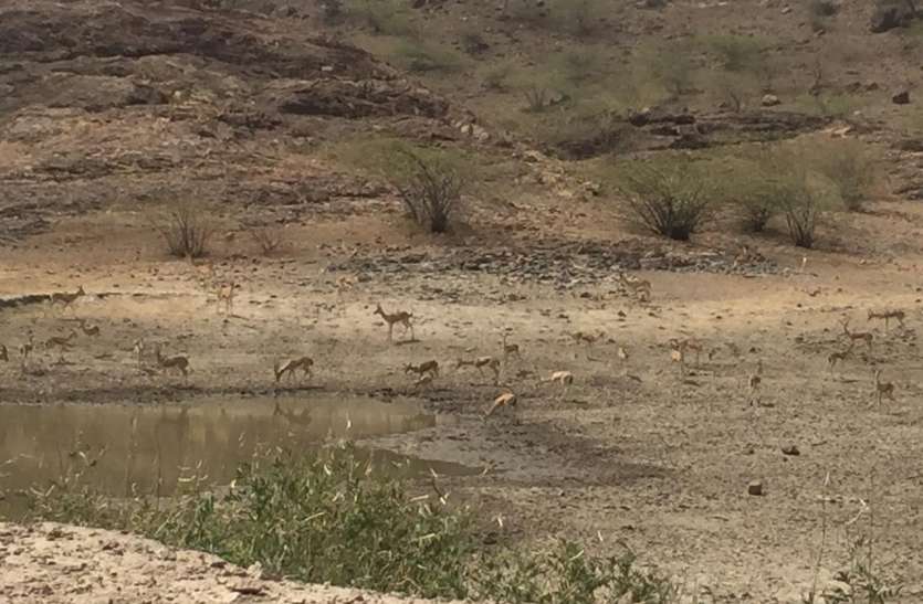 , अब हजारों वन्यजीवों की प्यास बुझाएगा बनड़ा तालाब