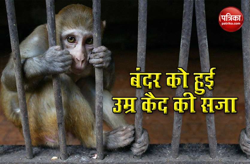 monkey 'Kalua' शराब पीकर बंदर करता था शरारत, मिली उम्रकैद की सजा, जेल में ही बितेगी पूरी जिंदगी