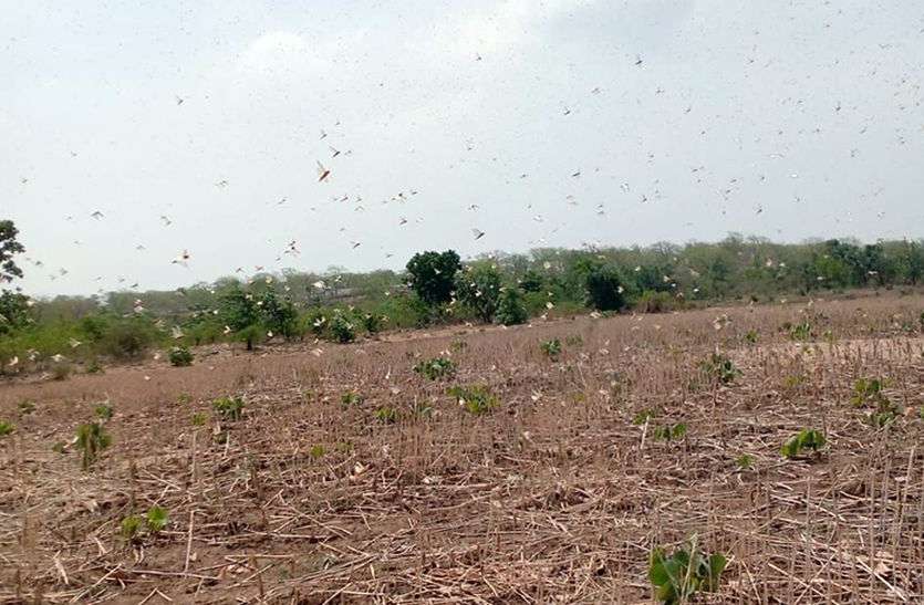 टिड्डियों ने धावा बोला कोटा जिले में फिर टिड्डी दल का हमला, सब्जी-फसलों को किया चट