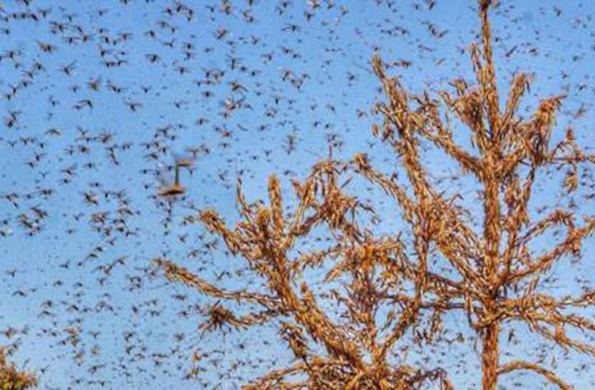 Tiddi Attack : टिड्डी नियंत्रण के लिए राजस्थान में 12 ड्रोन तैनात Tiddi Attack : टिड्डी नियंत्रण के लिए राजस्थान में 12 ड्रोन तैनात