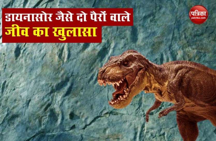 dinasour1_1.jpg दक्षिण कोरिया की चट्टानों पर वैज्ञानिकों को दिखे दो बड़े पैरों वाले जानवर के निशान, डायनासोर से मिलती है चाल