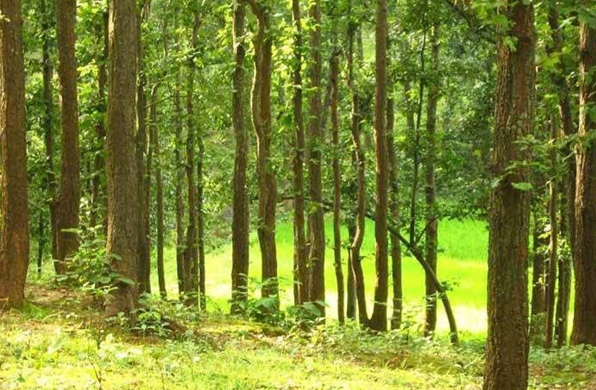 15 साल से छिपकर चट कर रहे थे हमारी हरियाली, छापेमारी हुई तो हुए फरार, लाखों का कीमती सामान बरामद 15 साल से छिपकर चट कर रहे थे हमारी हरियाली, छापेमारी हुई तो हुए फरार, लाखों का कीमती सामान बरामद