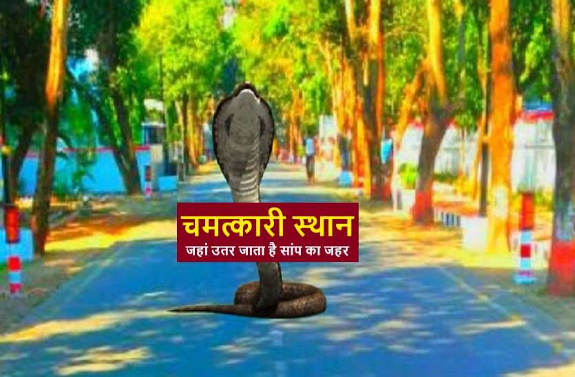 MISTERIOUS Places Snake venom gets off यहां आते ही उतर जाता है अत्यंत विषैले सांपों का जहर, मन्नत भी होती है पूरी