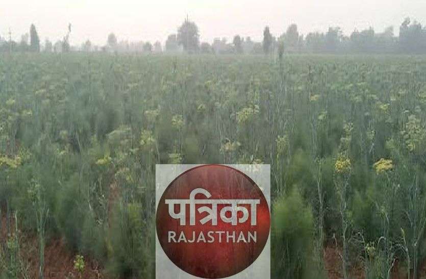 सिरोही में यूनिट लगे तो तो सीधे तौर पर किसानों को 60 करोड़ का फायदा सिरोही में यूनिट लगे तो तो सीधे तौर पर किसानों को 60 करोड़ का फायदा