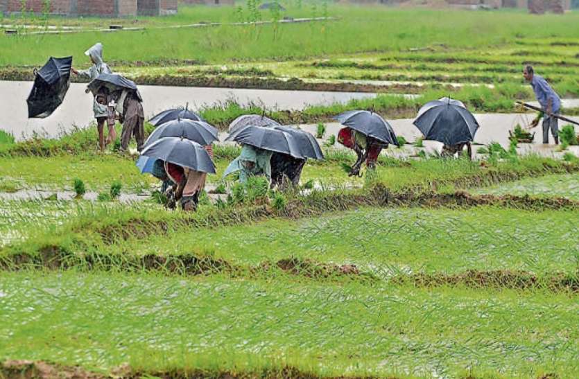 धान की रोपाई करते किसान मानसून की सक्रियता से खिले किसानों के चेहरे