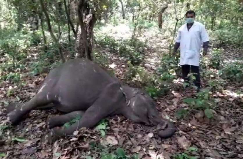 bijnor.jpg अब इस गंभीर बीमारी की वजह से हुई हाथी के बच्चे की मौत, वन विभाग में हड़कंप