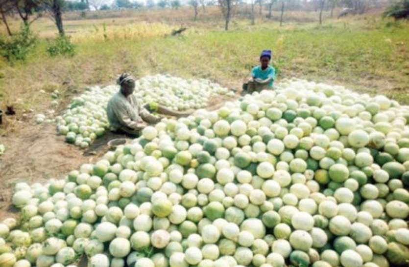 लॉकडाउन, मौसम और कोरोना वायरस से खरबूजा किसानों की तोड़ी रीढ़, दिवालिया हो गए खरबूजा किसान लॉकडाउन, मौसम और कोरोना वायरस से खरबूजा किसानों की तोड़ी रीढ़, दिवालिया हो गए खरबूजा किसान