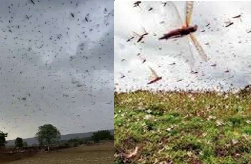 कोटा शहर में फिर टिड्डियों का हमला, बारिश में तितर-बितर हो गया दल कोटा शहर में फिर टिड्डियों का हमला, बारिश में तितर-बितर हो गया दल