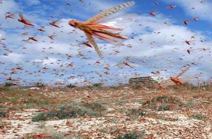 42 Tiddi dal from Pakistan in Rajasthan पाकिस्तान से आए 42 टिड्डी दल, 2.5 लाख हैक्टेयर फसल प्रभावित