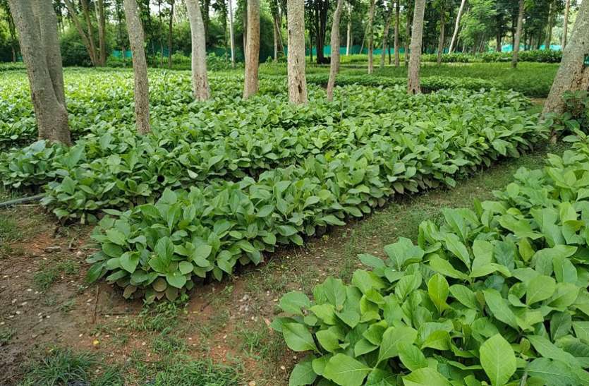 Plantation ब्यूटीशियन ने लगाए जीवनदायी पौधे