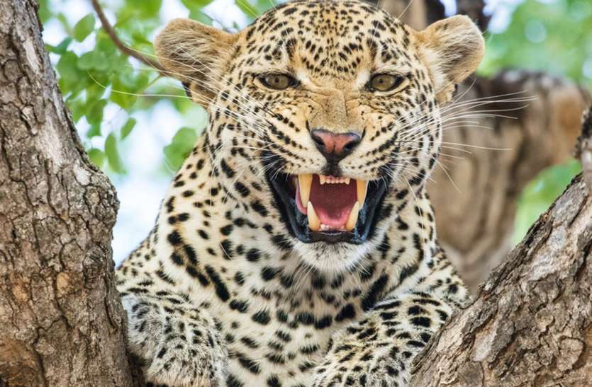 Panther movement increases tension पैंथर की हलचल ने बढ़ाई बेचैनी