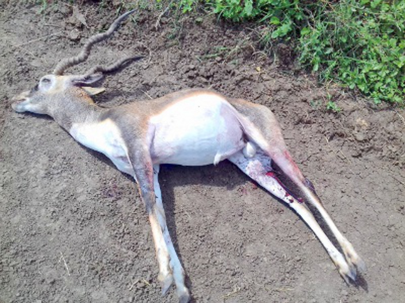 Black Deer Hunting क ल ह रण क ग ल म रकर क य श क र Patrika News