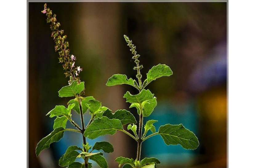 गलत जगह में तुलसी रोपण से होता है 'वास्तु दोष', करें यह उपाय गलत जगह में तुलसी रोपण से होता है 'वास्तु दोष', करें यह उपाय