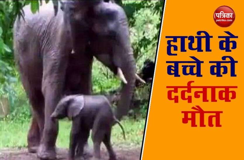 Elephant died बिजली के तार की चपेट में आने से हाथी के बच्चे की दर्दनाक मौत, ग्रामीणों की समझदारी से टला बड़ा हादसा