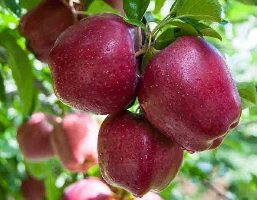 इम्युनिटी और शरीर की सफाई केलिए रोज़ खाएं सेब