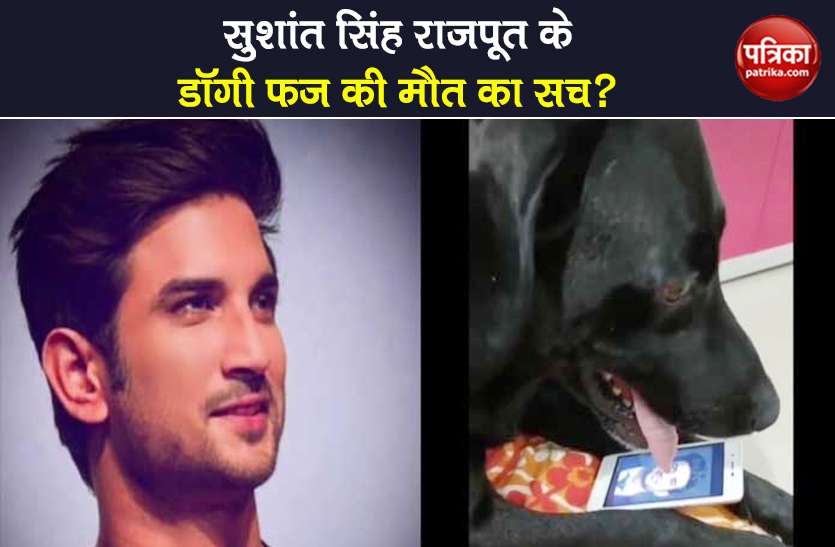 fact check dog fudge passing away after sushant singh rajput suicide Patrika Fact Finder: Sushant Singh Rajput की मौत के गम में उनके डॉगी फज की भी मौत? जानिए क्या है सच्चाई
