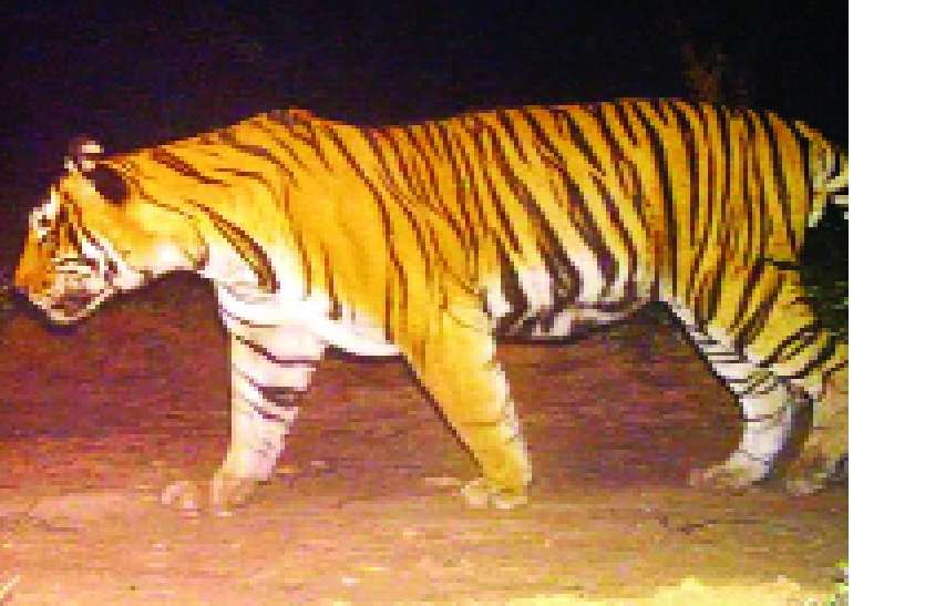 मोहन और फतह को एमपी में ढूंढेगा वन विभाग मोहन और फतह को एमपी में ढूंढेगा वन विभाग