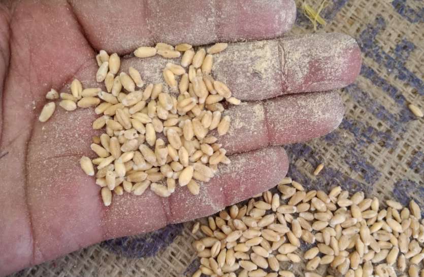 Civil supplies department wrote letter to RM, demanding to check for b नागरिक आपूर्ति विभाग ने आरएम को लिखा पत्र, वेयरहाउस में खराब गेहूं की जांच कराने की मांग
