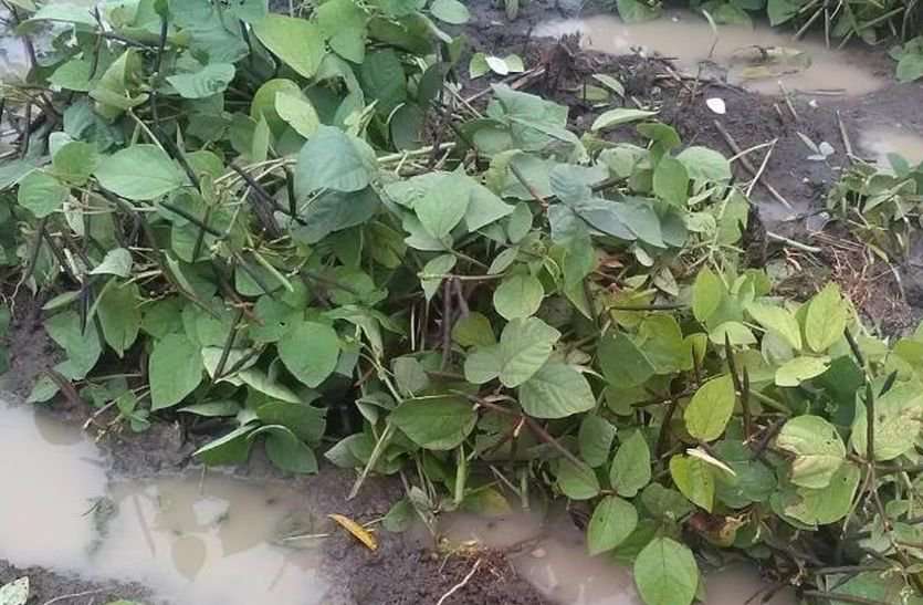 खेतों में रखी मूंग की फ सल बारिश से हो रही खराब, किसानों की चिंता बढ़ी खेतों में रखी मूंग की फ सल बारिश से हो रही खराब, किसानों की चिंता बढ़ी