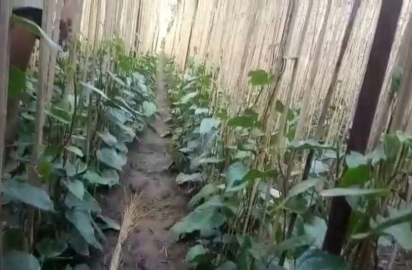 पहले मौसम, अब लॉक डाउन से करोड़ों की फसल चौपट पहले मौसम, अब लॉक डाउन से करोड़ों की फसल चौपट